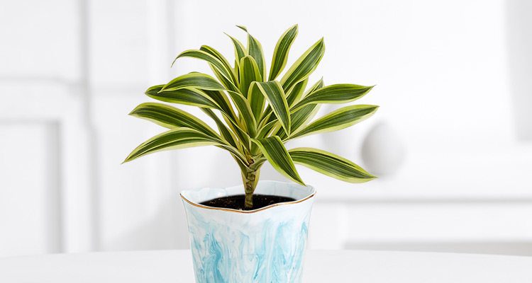 Air Purifying Plants 