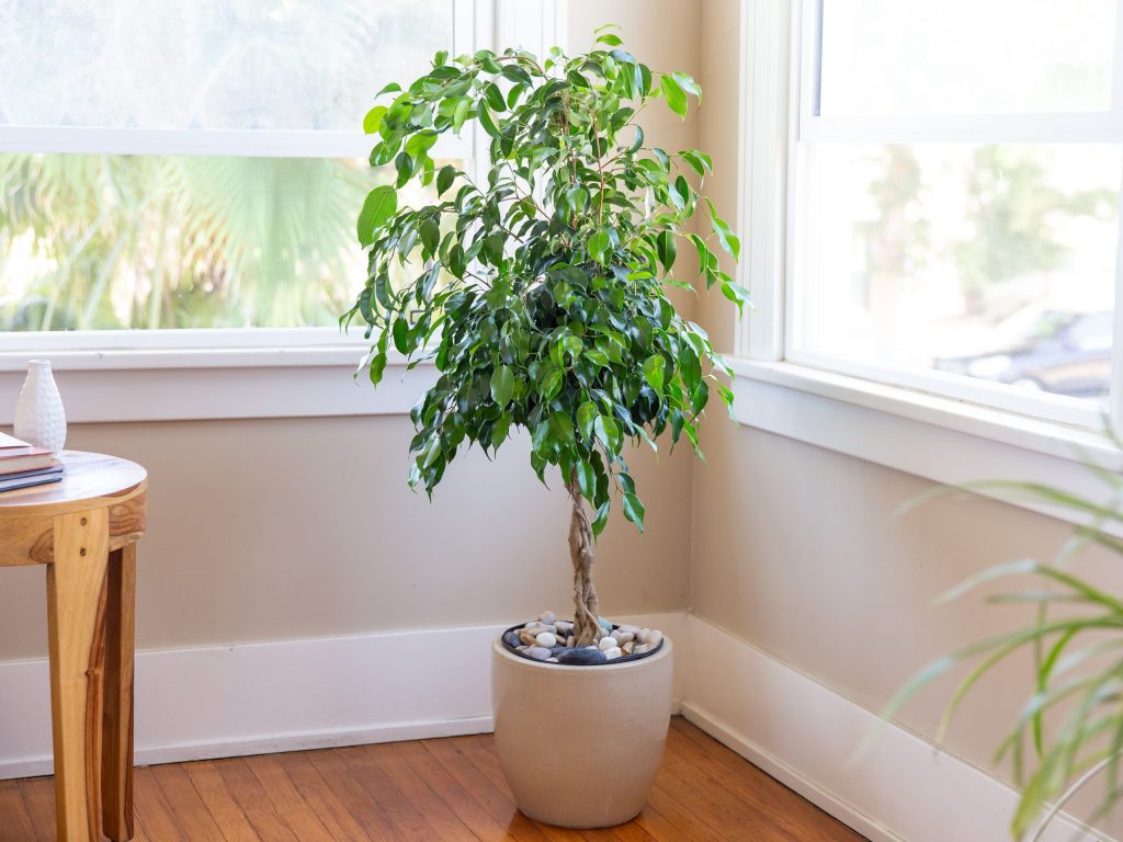 Air Purifying Plants 