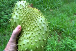 Cancer Fighting Guanabana Plant
