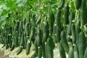 growing cucumbers