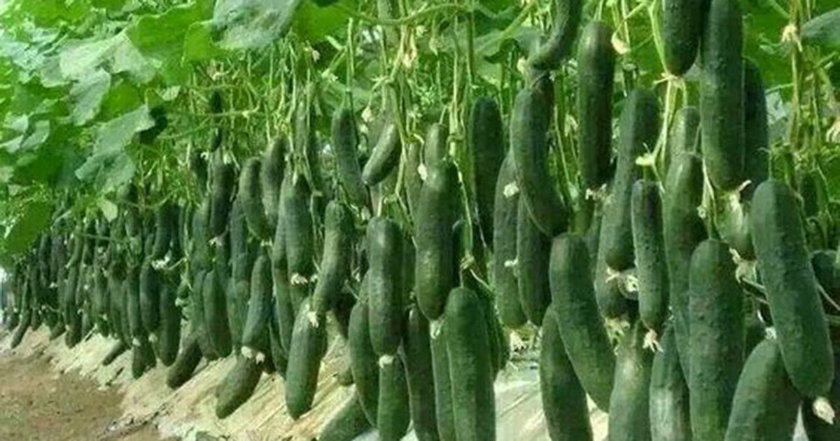 Most Effective Way To Grow Cucumbers Vertically