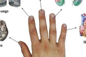 fingers connected to organs