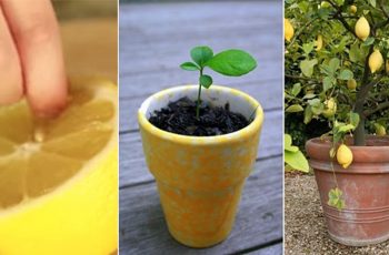 Grow An Unlimited Supply Of Lemons With Just One Seed