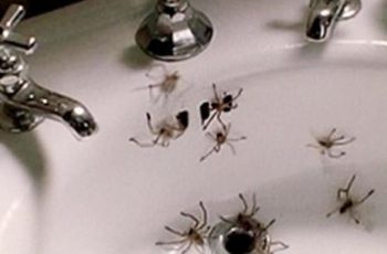 Never See A Spider in Your House Again If You Do These 5 Things