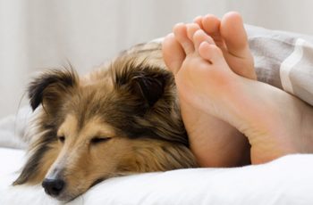 Pet Owners: Here Are 6 Surprising Reasons Your Dog Should Sleep On Your Bed Every Night