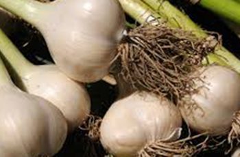 garlic health benefits