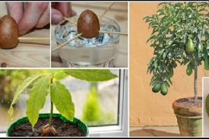 Don’t Buy Another Avocado: Here’s How To Easily Grow Your Own Avocado Tree At Home