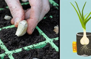 Garlic Is One Of The World’s Healthiest Superfoods, Here’s How To Grow Your Own Unlimited Supply