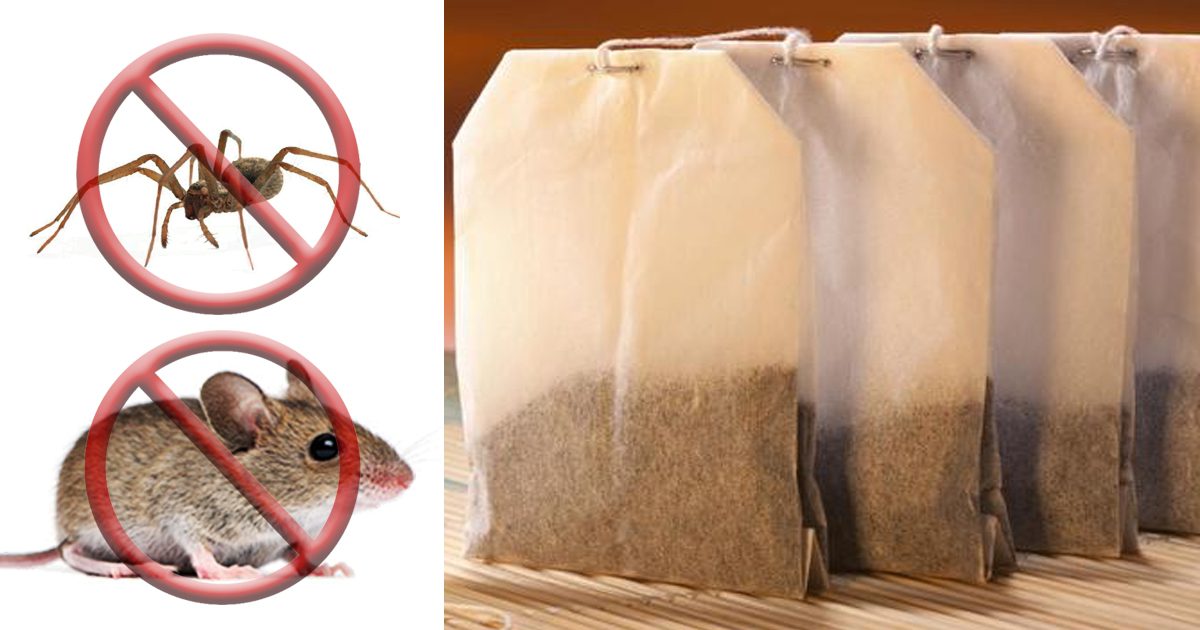 One Tea Bag Will Keep Your House Clear Of Spiders And Mice Forever