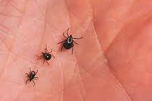 Keep Ticks Off Of You All Summer Long With This Simple Trick