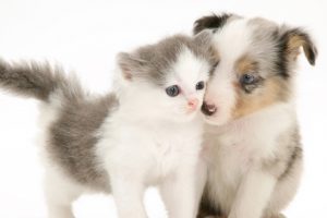Study Shows How Puppy Photos Can Improve Happiness In Marriage