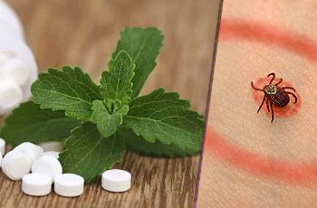 Stevia Kills Lyme Disease Pathogen Better Than Antibiotics, Study Confirms