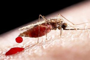 Google’s Sister Company To Release 20 Million Mosquitoes To Help Combat Disease
