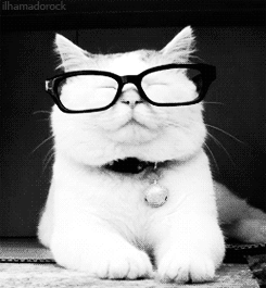 smart cat