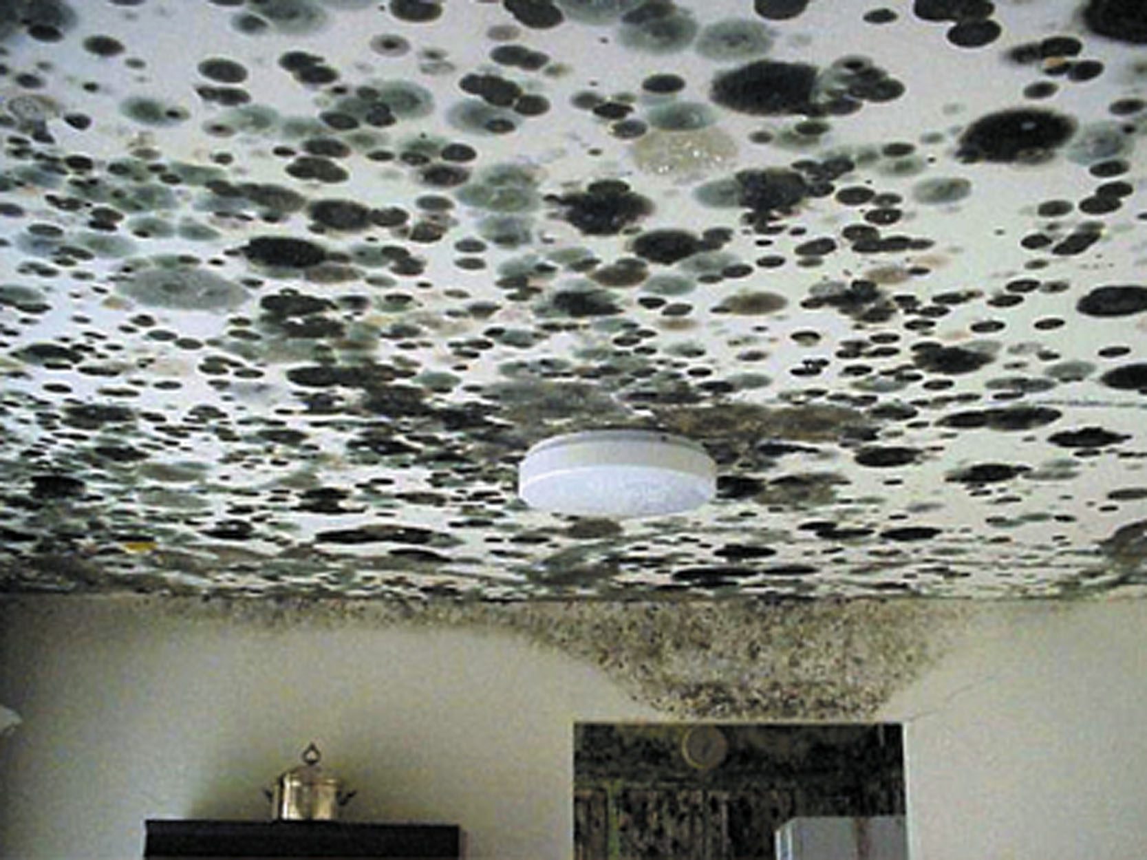 ceiling mold_katrina