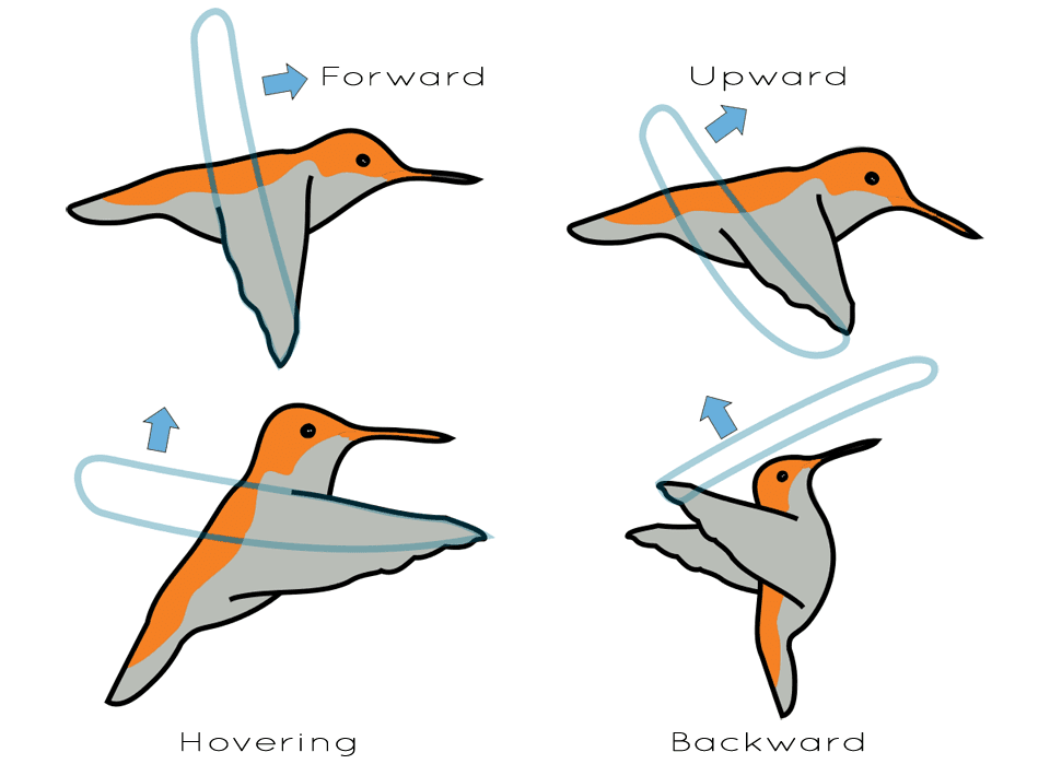 hummingbird fly backward