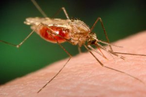 Drug Resistant “Super Malaria’ Spreads Across Southeast Asia