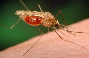Drug Resistant “Super Malaria’ Spreads Across Southeast Asia