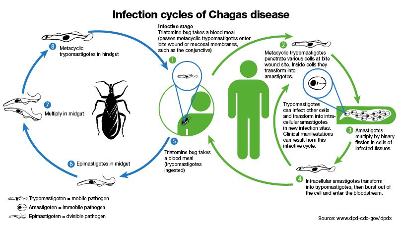 chagas_disease_cycles