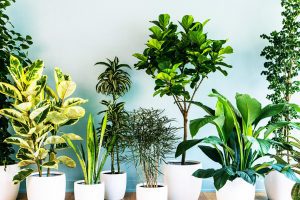 household plant benefits