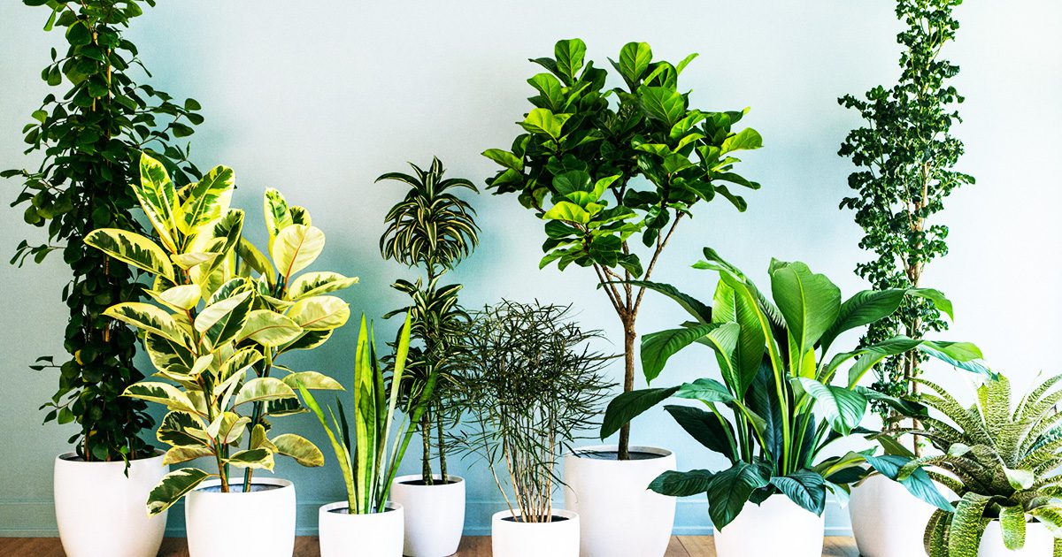 household plant benefits