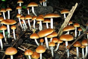 Compound Found In Magic Mushrooms Could Effectively Treat Depression, Study Reveals