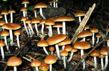 Compound Found In Magic Mushrooms Could Effectively Treat Depression, Study Reveals