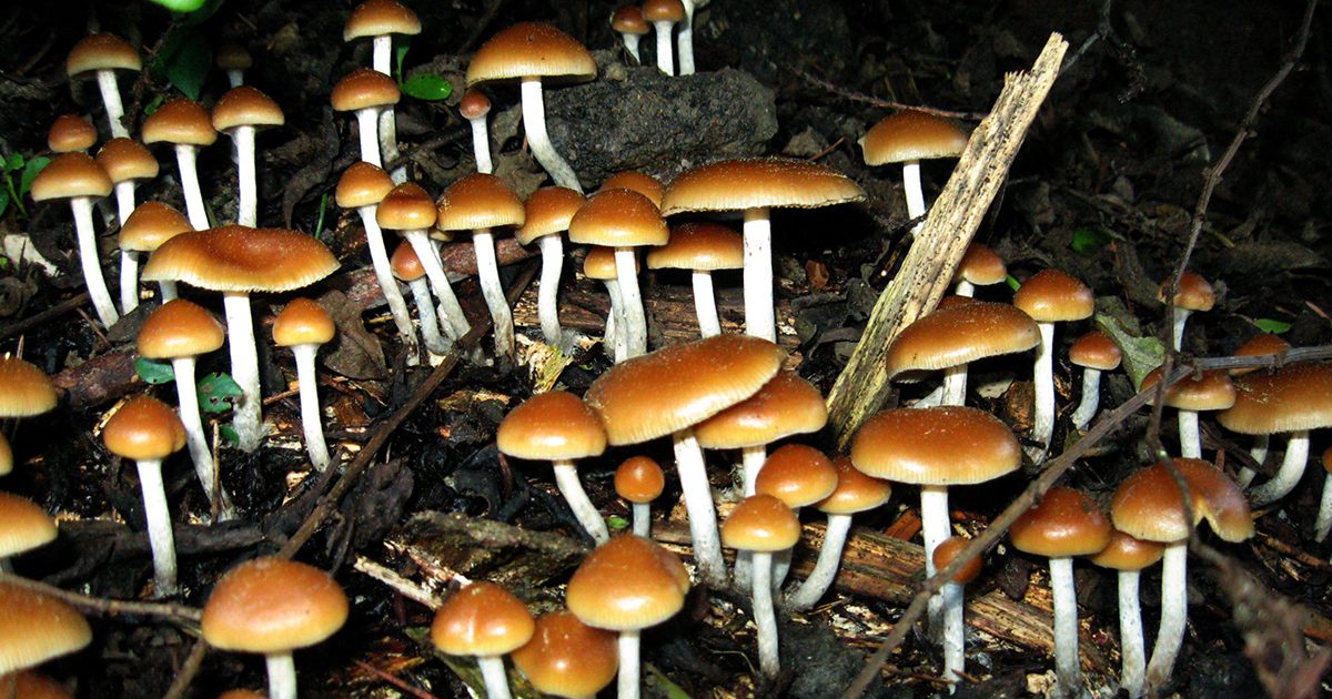 mushrooms depression treatment