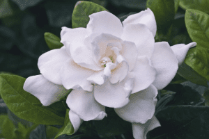 gardenia flower health benefits