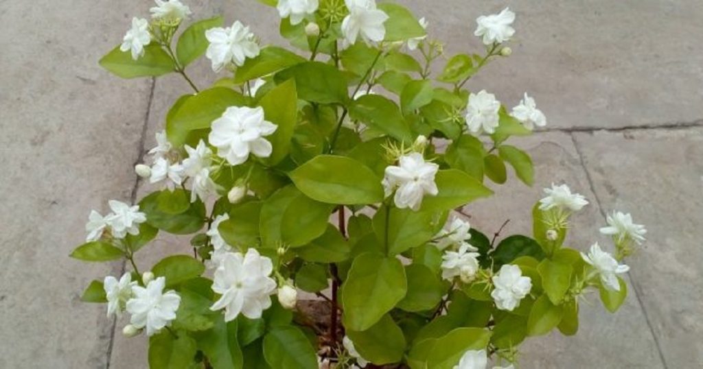 jasmine plant benefits