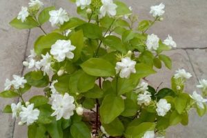 jasmine plant benefits