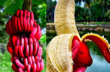red bananas