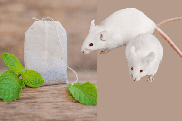Peppermint tea bags for mice