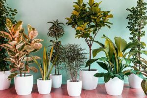 Air Purifying Plants That Are Hard to Kill