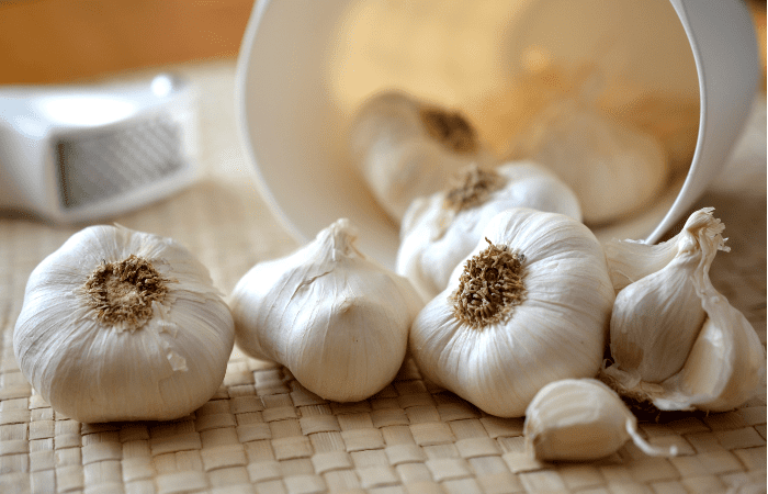 Garlic as an antibiotic