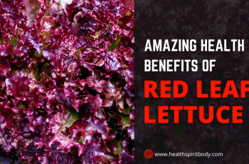 Amazing Health Benefits of Red Leaf Lettuce 2022