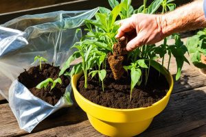 How to Grow Turmeric Indoors – 9 Simple and Easy Step Guide